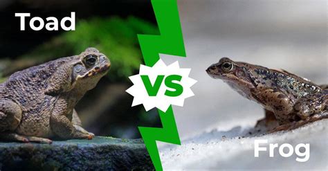 The Challenges and Rewards of Tagret Frog Watch: Stories from the Field